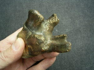 Whooly Rhinoceros tooth