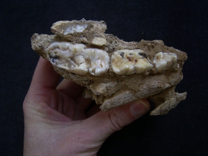 Cave bear partial skull in cave matrix