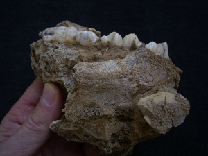 Cave bear partial skull in cave matrix