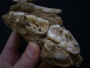 Cave bear partial skull in cave matrix