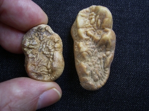 Two cavebear teeth - young individual