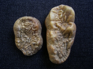 Zwei Zahnkeime vom Höhlenbär