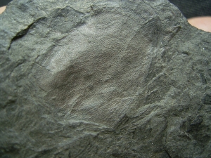 Panzerfisch Fossil aus dem Devon
