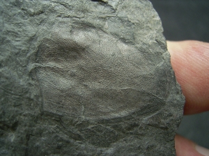Panzerfisch Fossil aus dem Devon