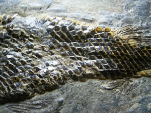 Garfish from famous Messel pit
