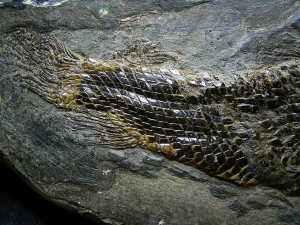 Garfish from famous Messel pit