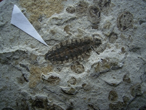 Insektenplatte aus der Kreidezeit