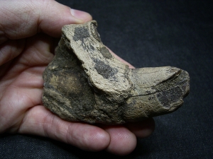 Schädelstück mit Reißzahn vom Höhlenlöwen Panthera leo spelaea