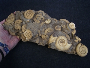 Ammonite slab of famous classic location