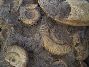 Ammonite slab of famous classic location