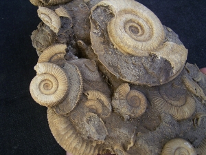 Ammonite slab of famous classic location