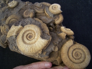 Ammonitenplatte aus Schlaifhausen