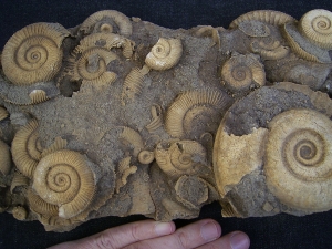 Ammonitenplatte aus Schlaifhausen
