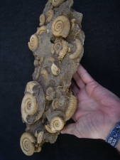 Ammonite slab of famous classic location