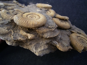 Ammonite slab of famous classic location