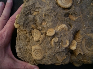 Ammonite slab of famous classic location #2