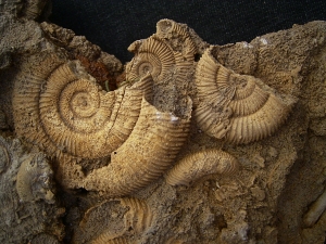 Ammonitenplatte aus Schlaifhausen #2