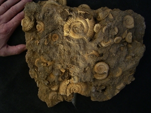 Ammonite slab of famous classic location #2