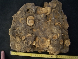 Ammonitenplatte aus Schlaifhausen #2
