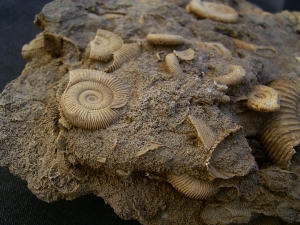 Ammonite slab of famous classic location #2