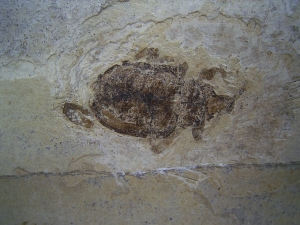 Beetle fossil Oligocene age