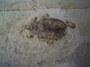 Fossiler Käfer aus dem Oligozän