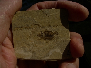 Beetle fossil Oligocene age