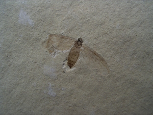 Insekt aus dem Oligozän