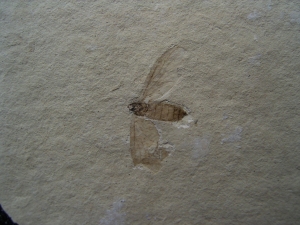 Insect, Oligocene age
