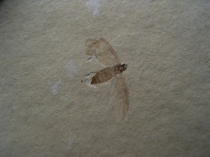 Insect, Oligocene age