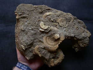 Ammonite slab of famous classic location #3