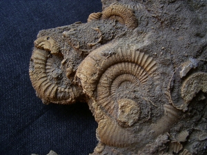 Ammonite slab of famous classic location #3