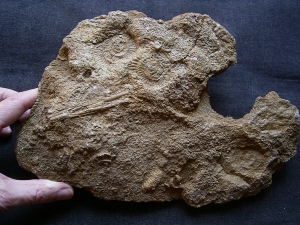 Ammonitenplatte aus Schlaifhausen #3