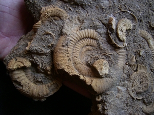 Ammonitenplatte aus Schlaifhausen #3