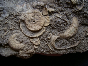 Ammonite slab of famous classic location #3