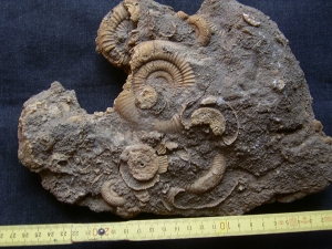 Ammonite slab of famous classic location #3