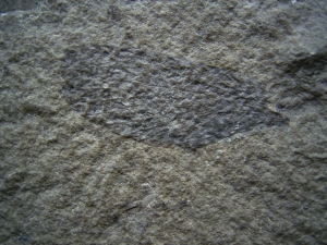 Insect wing, lower jurassic age