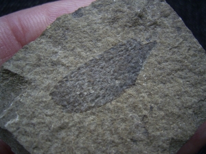 Insect wing, lower jurassic age