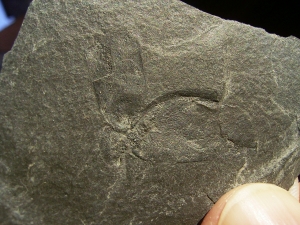 Insect, carboniferous age