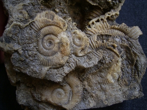 Ammonite slab of famous classic location #4