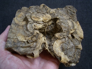 Ammonitenplatte aus Schlaifhausen #4