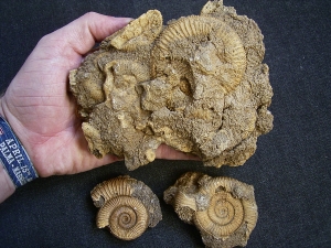 Ammonites, Schlaifhausen