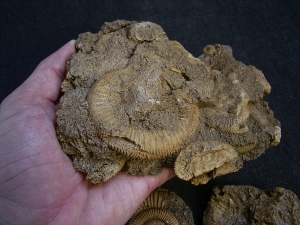 Ammoniten aus Schlaifhausen
