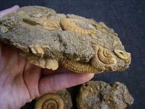 Ammonites, Schlaifhausen