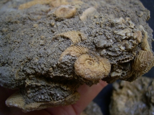 Ammonites, Schlaifhausen