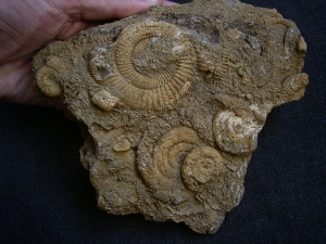 Ammonites slab