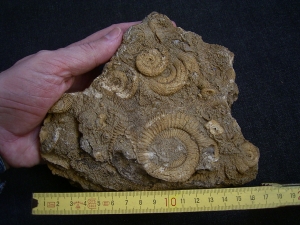 Ammonites slab