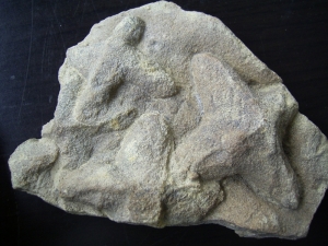 Sandkorallen aus dem Unterkambrium