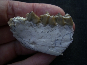 Hyaenodon jaw fragment