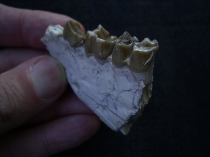 Hyaenodon jaw fragment